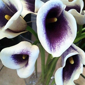 1 PICASSO Calla Lily Bulb 14+ cm - US Seller