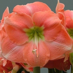 ROSALIE Extra Large 28-30 centimeters - US Seller