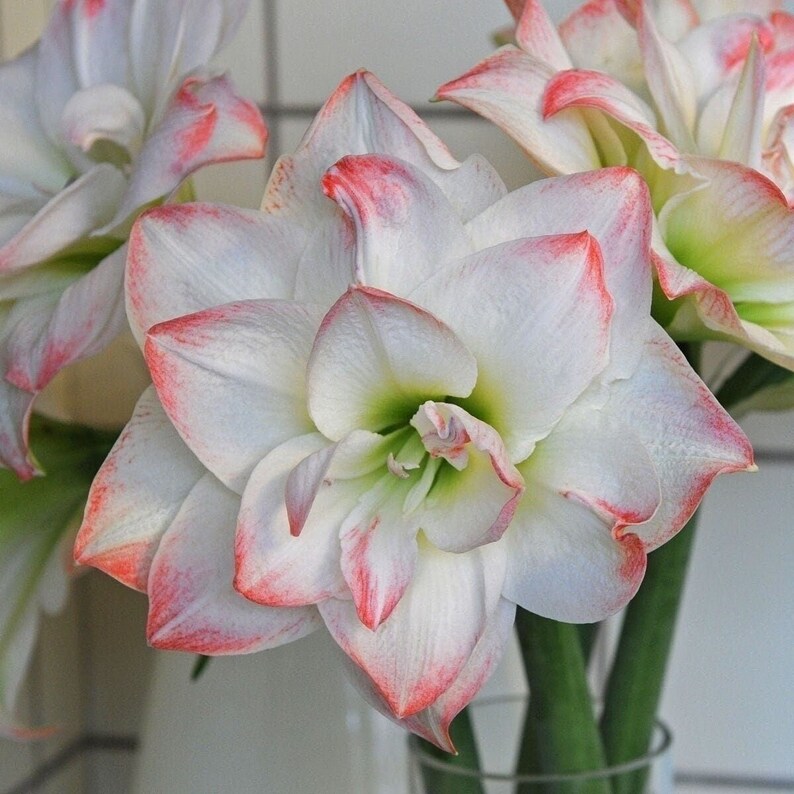 AMADEUS Jumbo Amaryllis 34/36 cm US Seller image 1