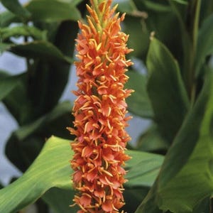 1 - DENISFLORUM Hedychium Species/Butterfly Ginger- Top Size Rhizome (Not Plant)