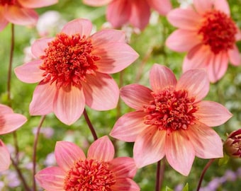 1 "Totally Tangerine" Anemone / Powder Puff Dahlia - Large Tuber - US Seller