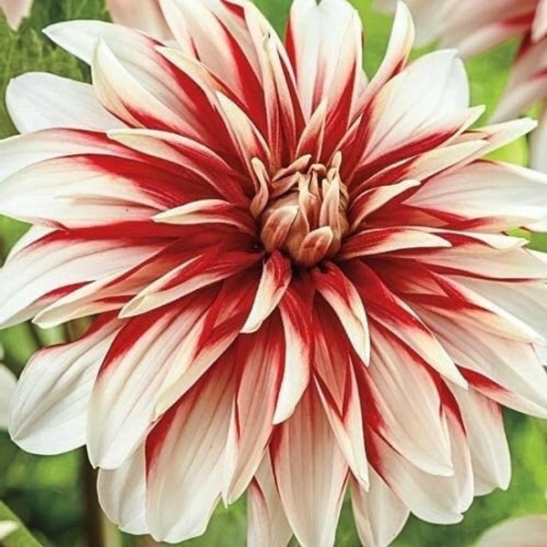 1 "Catching Fire" Decorative Dahlia - Top Size Bulb #1 - US Seller