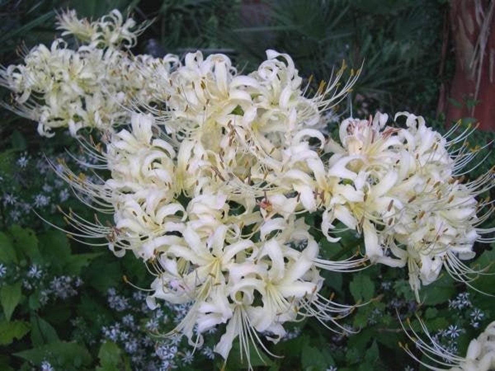 ALBIFLORA Lycoris Spider Lily Bulb Top Size 911 Cm US Etsy