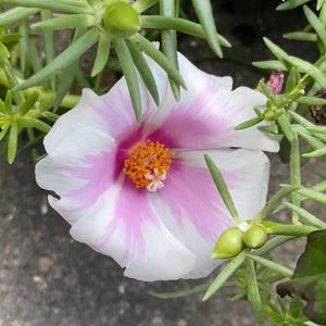 Purple and White Single Massive Bloom - Portulaca Moss Rose - US Seller