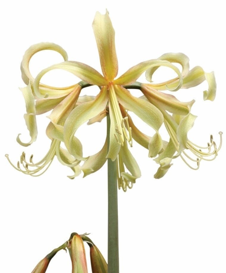SAFFRON Amaryllis 18 Centimeters US Seller Etsy