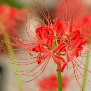 RADIATA Lycoris Spider Lily Bulb - Top Size 12/14 cm - United State Seller