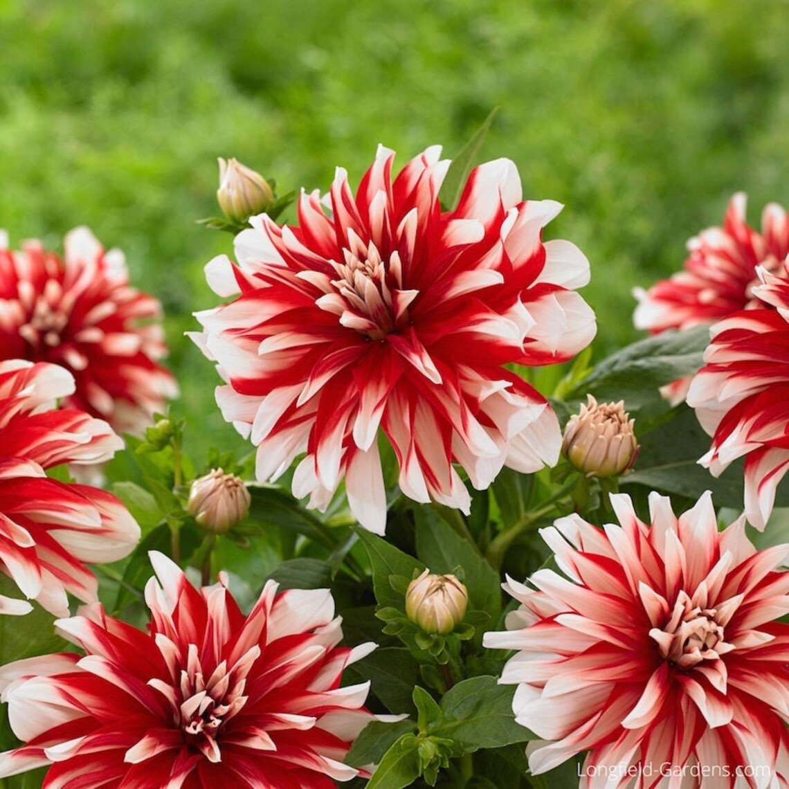 1 Catching Fire Decorative Dahlia Top Size Bulb Etsy