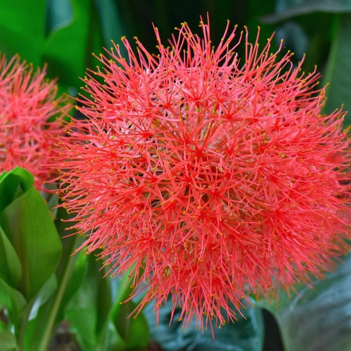 1 - BLOOD LILY Haemanthus (Scadoxus) Multiflorus Bulb (Not Live Plant) US Seller