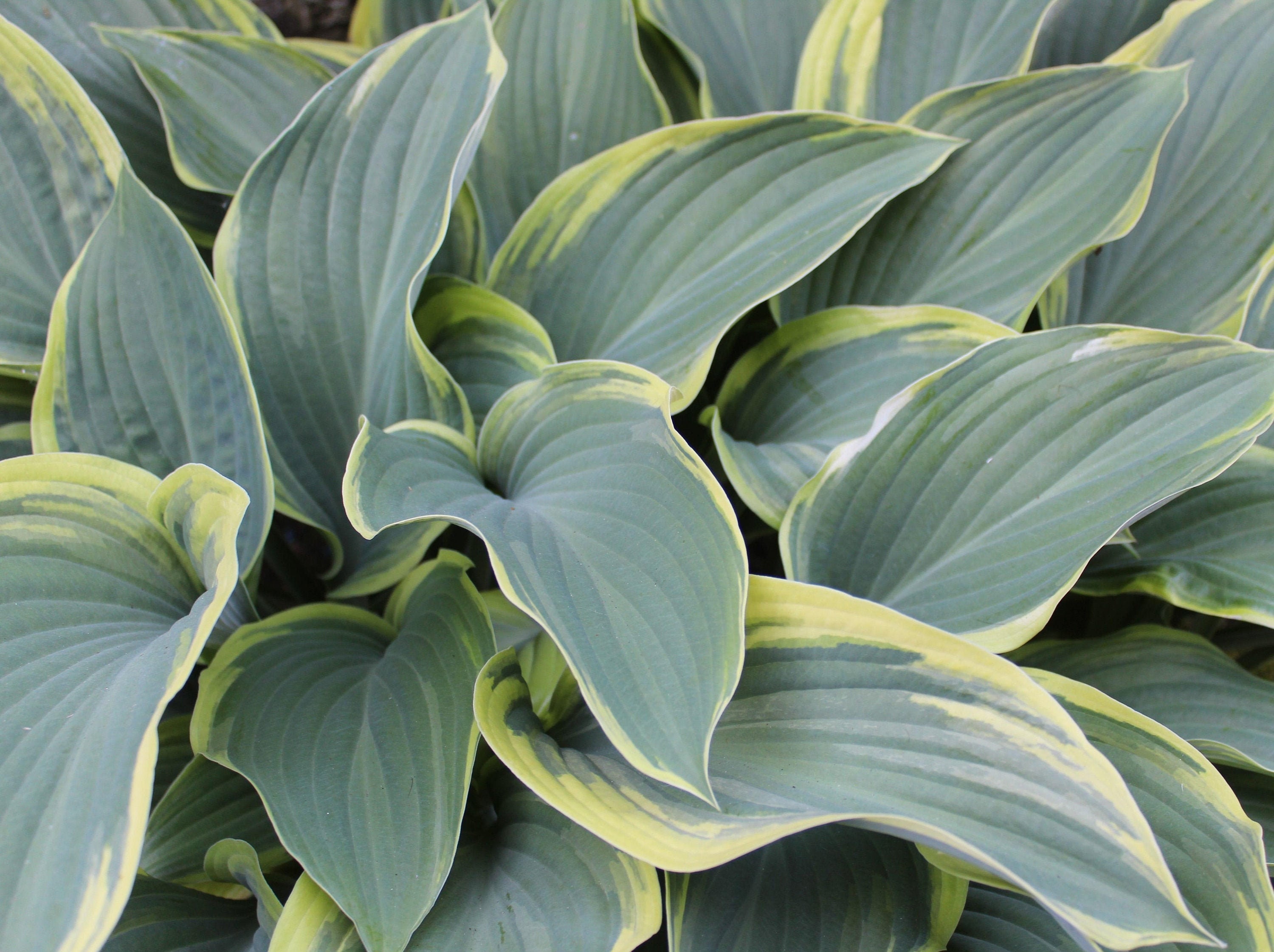 First frost hosta plant