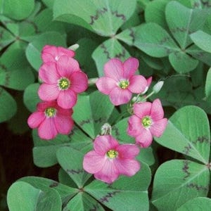 Oxalis Tetraphylla DEPPEI Shamrock/Wood Sorrel (Bulb/Not Plant) -  US Seller!