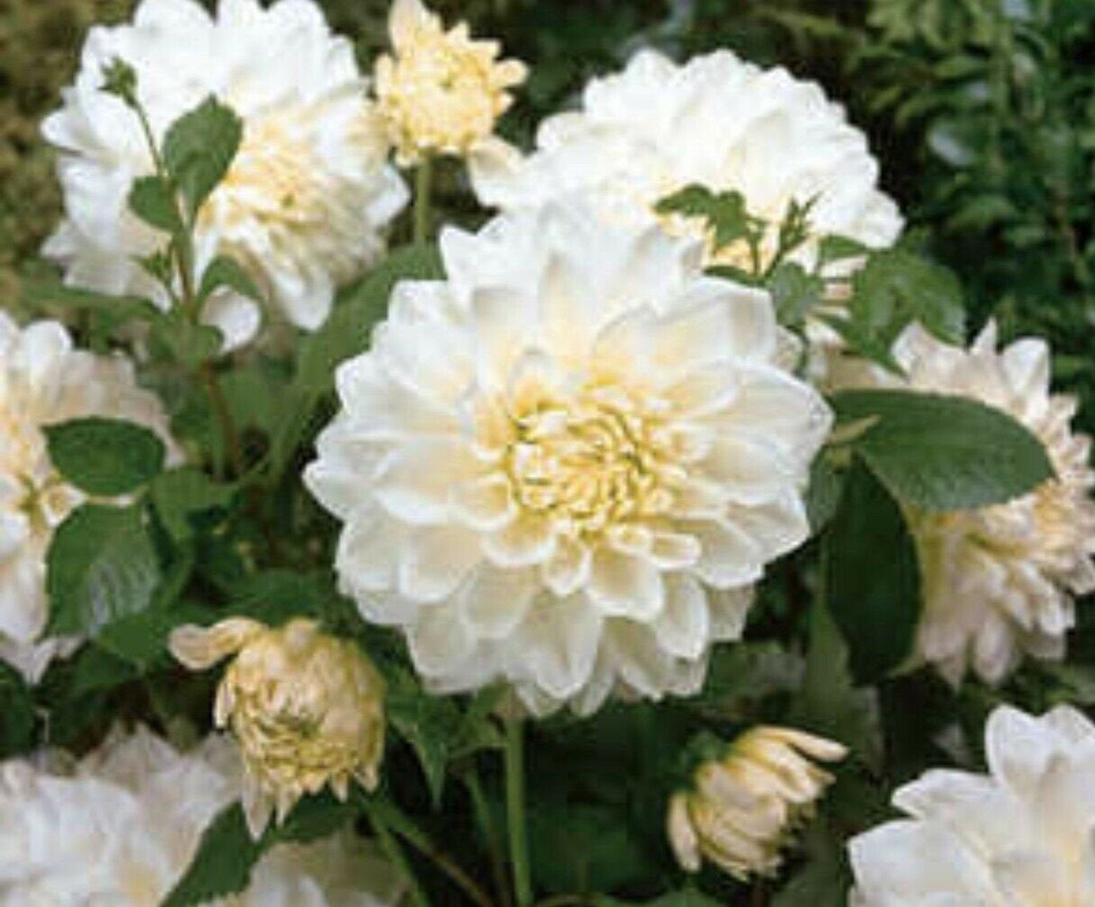 1 FLEUREL Dinnerplate Dahlia Large Bulb Size 1 US Seller Etsy