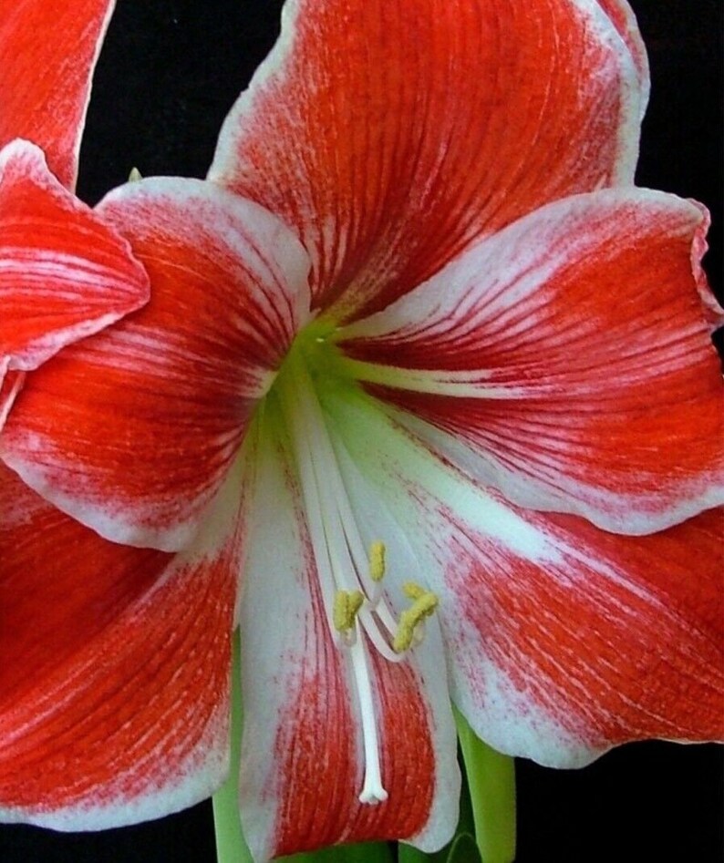 Large Amaryllis RAZZLE DAZZLE 24/26 Centimeters United Etsy