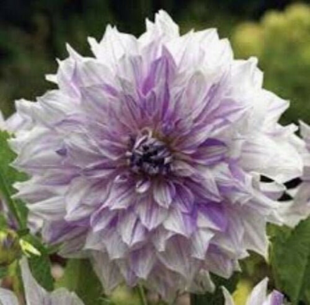 1 MOMS SPECIAL Dinnerplate Dahlia Small Sized Bulb US Seller Etsy