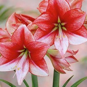 SHOW MASTER Jumbo Amaryllis Bulb 34-36 cm - US Seller