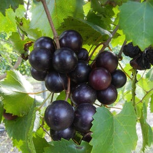 20 Purple Muscadine Seeds - Harvested September 2024 - US Seller