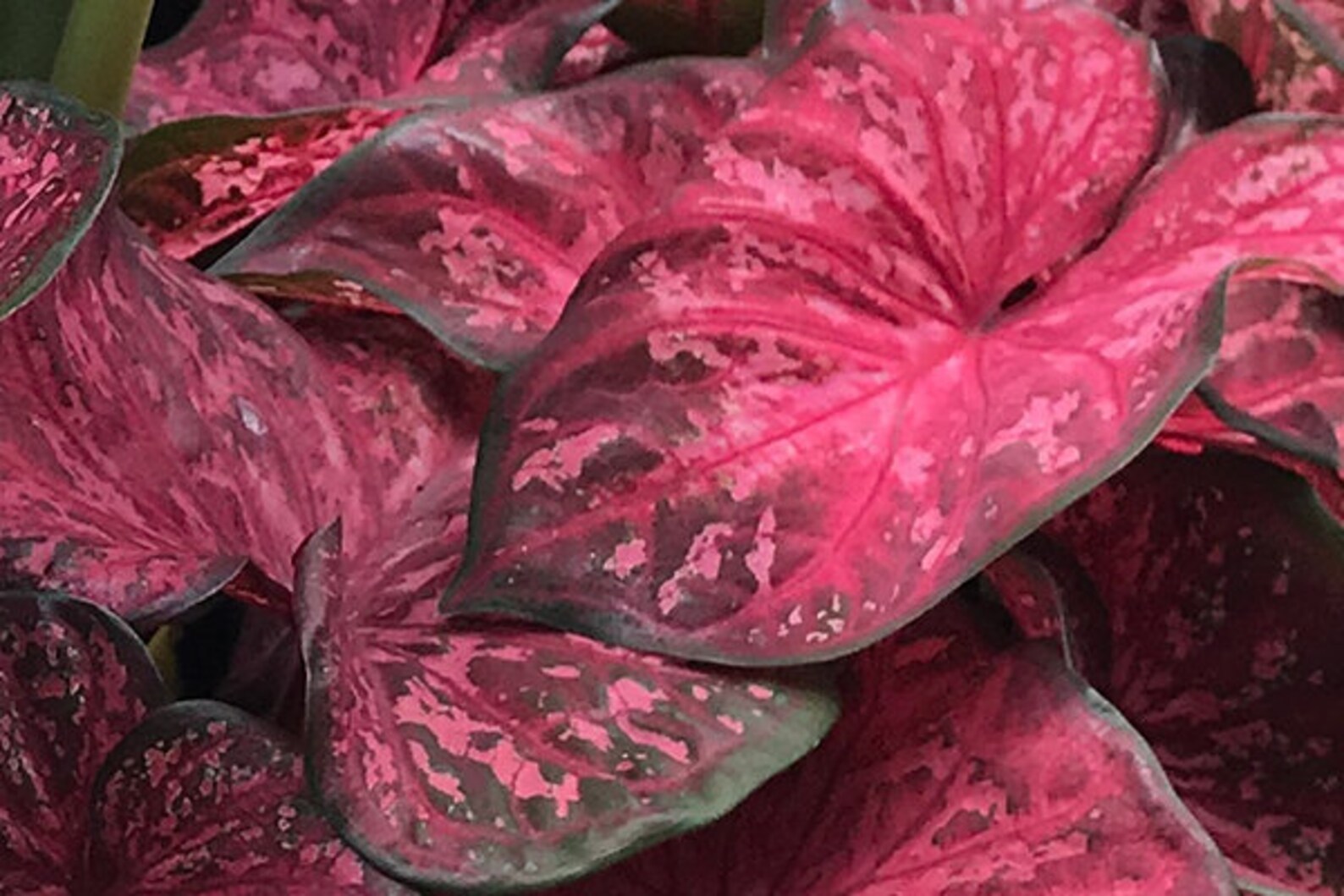 5 Crimson Sky Dwarf Leaf Caladium BulbsTop Size Etsy