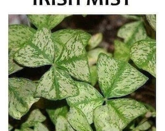 Oxalis Regnelli &quot;Irish Mist&quot; Shamrock/Wood Sorrel (Bulb/Not Plant) - US Seller!