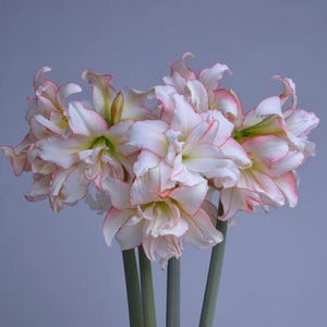 HARLEQUIN Large Amaryllis 24-26 centimeters - US Seller