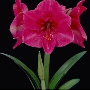 PINK RIVAL Jumbo Amaryllis Bulb 34/36 cm - US Seller