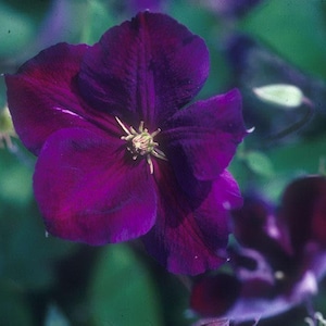 1 "Jackmanii Superba" Clematis Starter Pot - US Seller