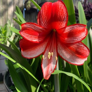 Jumbo Amaryllis CHARISMA 34/36 centimeters - US Seller!