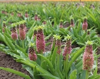 1  "Klein Apple Candy" Eucomis - Pineapple Lily - Top Size 16+cm bulb -US Seller