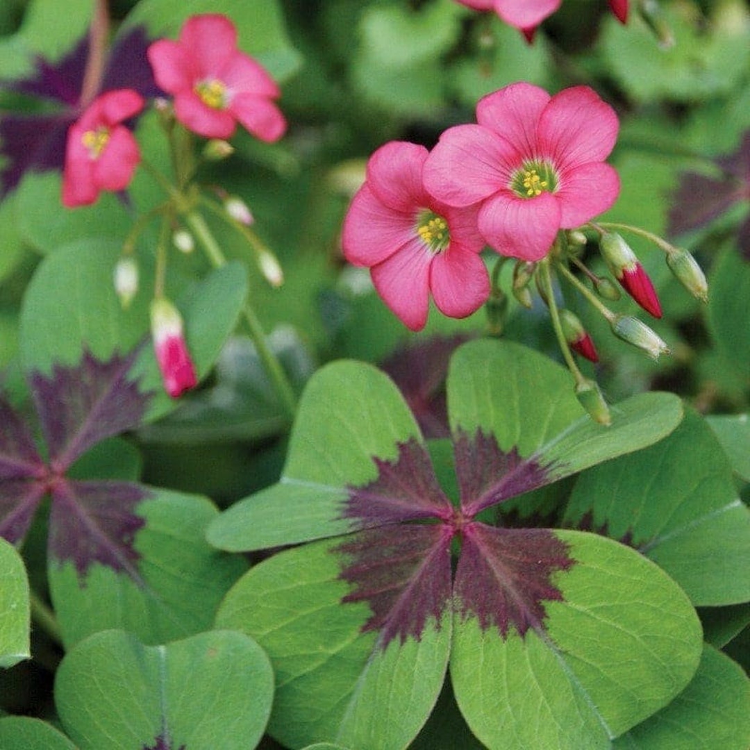 Oxalis Tetraphylla IRON CROSS Shamrock/wood Sorrel bulb/not Etsy