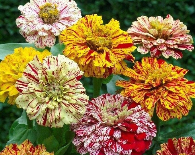 Zinnia Seeds CANDY CANE Variegated Flower 35 Days to Harvest Etsy