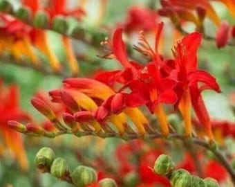 LUCIFER Crocosmia Bulbs 8+ cm or starter plant (You Choose) - US Seller