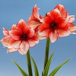 STAR DUST Jumbo Amaryllis Bulb 34/36 cm - US Seller