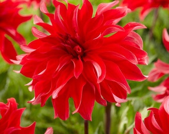 1 "Red Labyrinth" Decorative Dahlia - Top Size Bulb #1 - US Seller