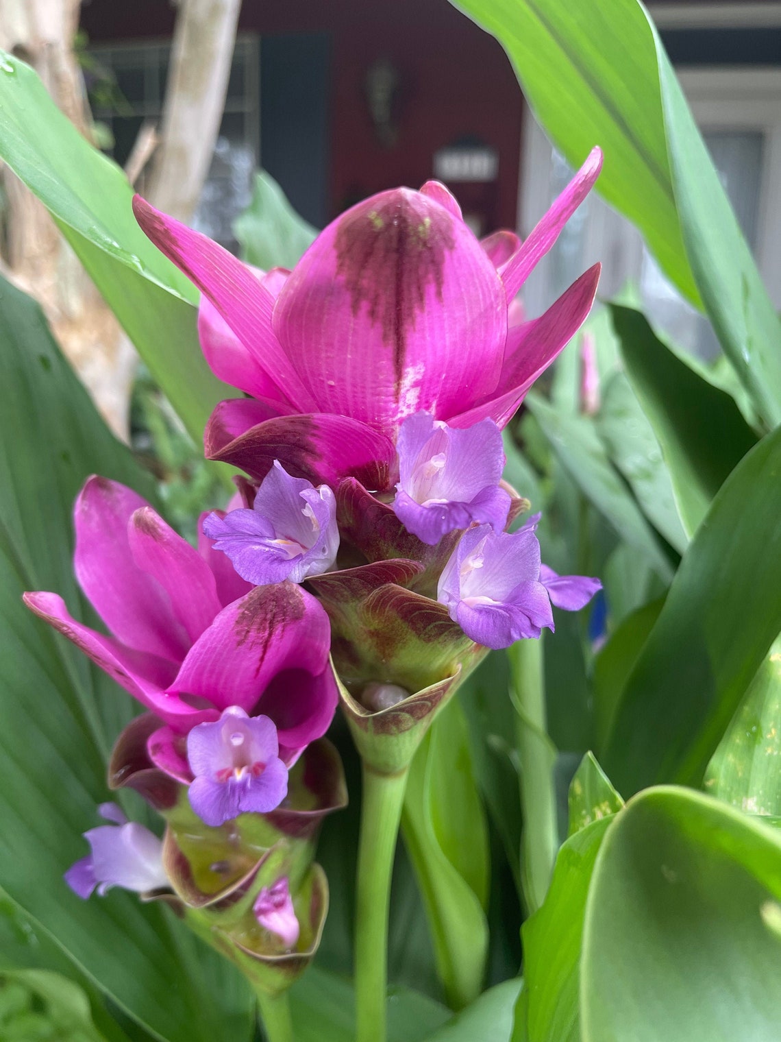 1 Large Bloom Purple CURCUMA COMOSA Curcumin Live Plant US Etsy
