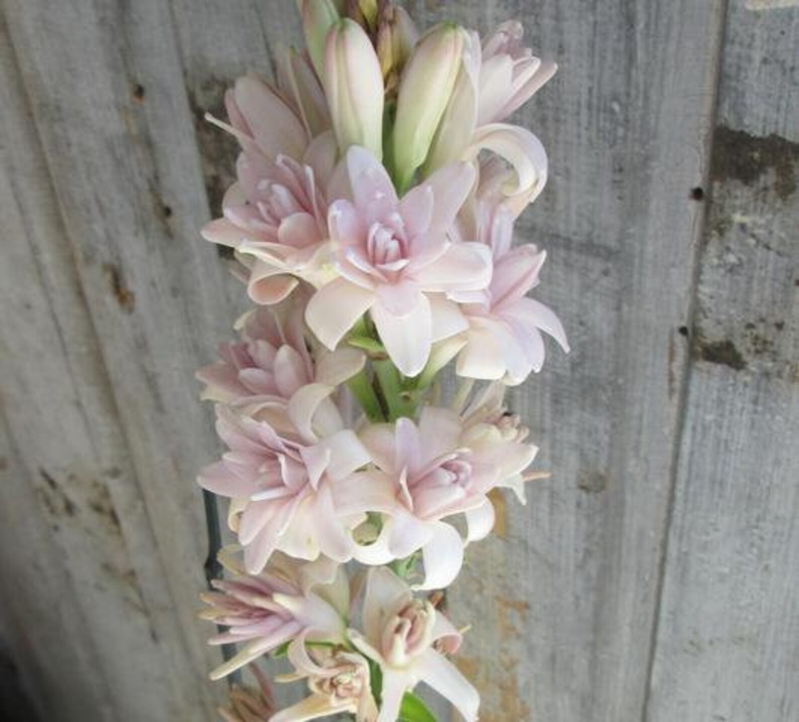 2 Sensation Polianthes Tuberose bulb Top Size Etsy