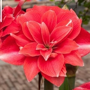 DOUBLE DREAM Jumbo Amaryllis 34/36 cm Bulb - US Seller