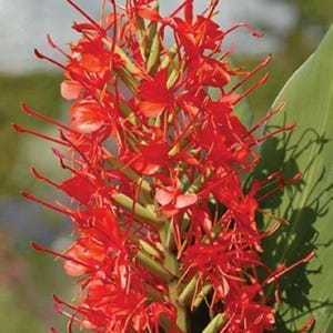 1 - Aurantiacum Hedychium Species/Butterfly Ginger - Rhizome (Not Plant)