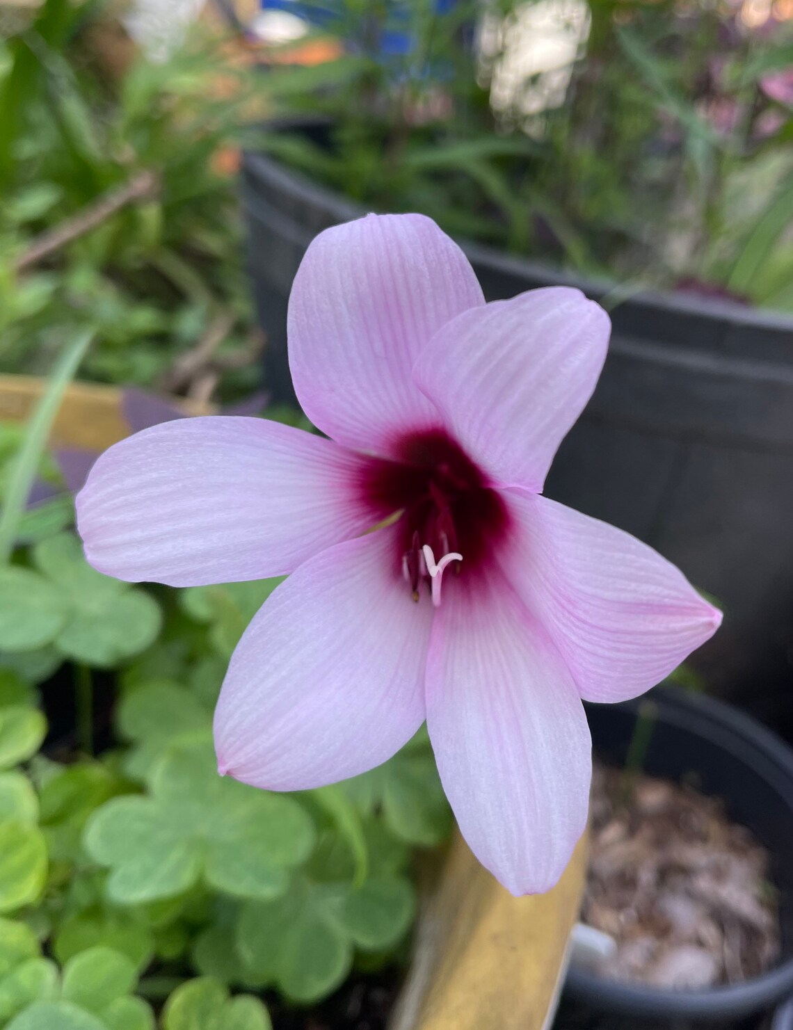 2 Rare Rain Lily Bulbs/HABRANTHUS JUMBO PURPLE United States Etsy