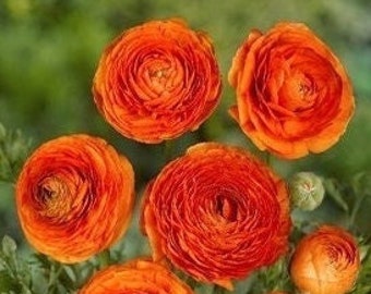 Aviv Orange Ranunculus Bulbs - Top Size 7/8 cm - You Choose Amount