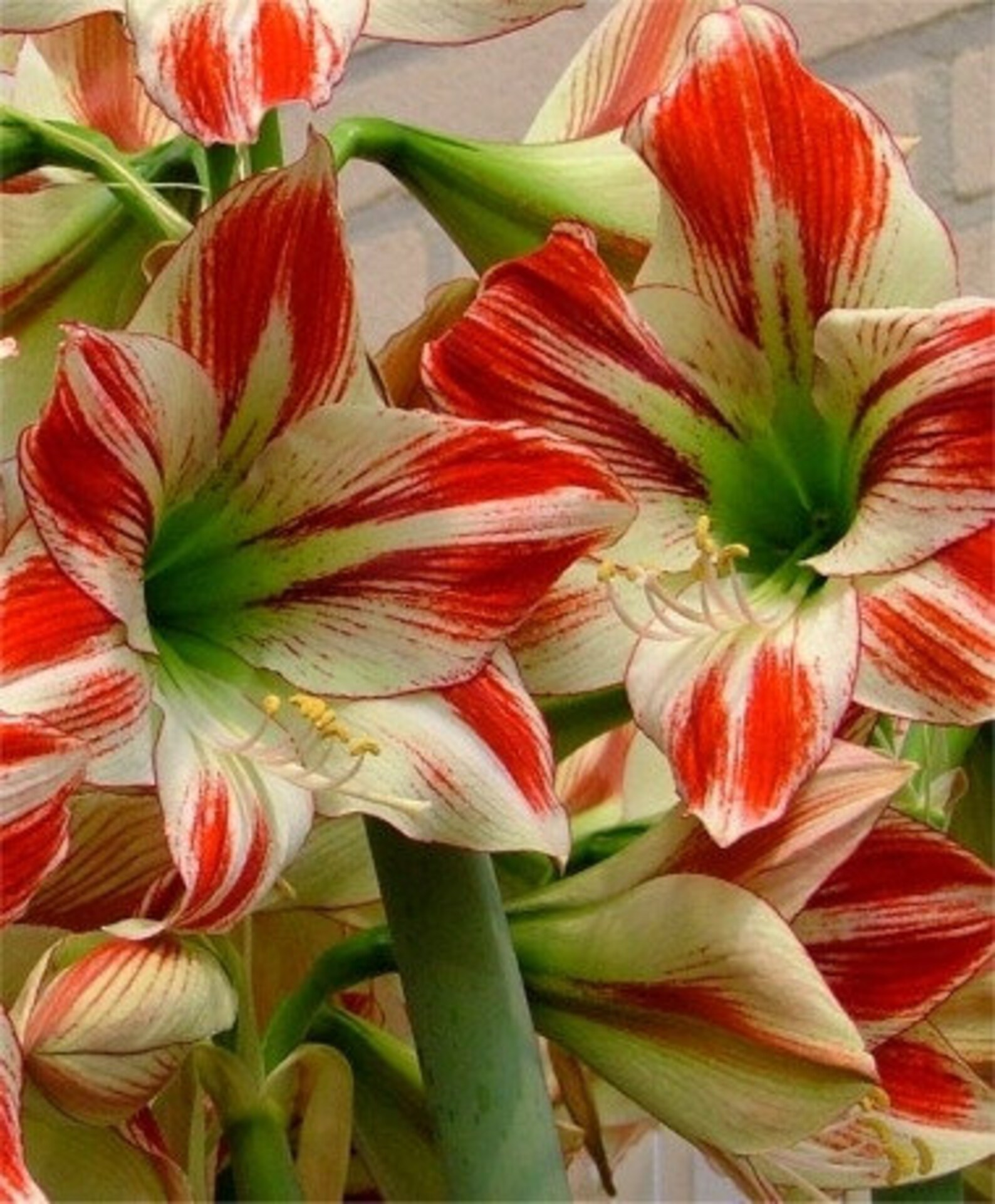 Extra Grande AMBIANCE Amaryllis 30/32 centímetros-Vendedor de | Etsy