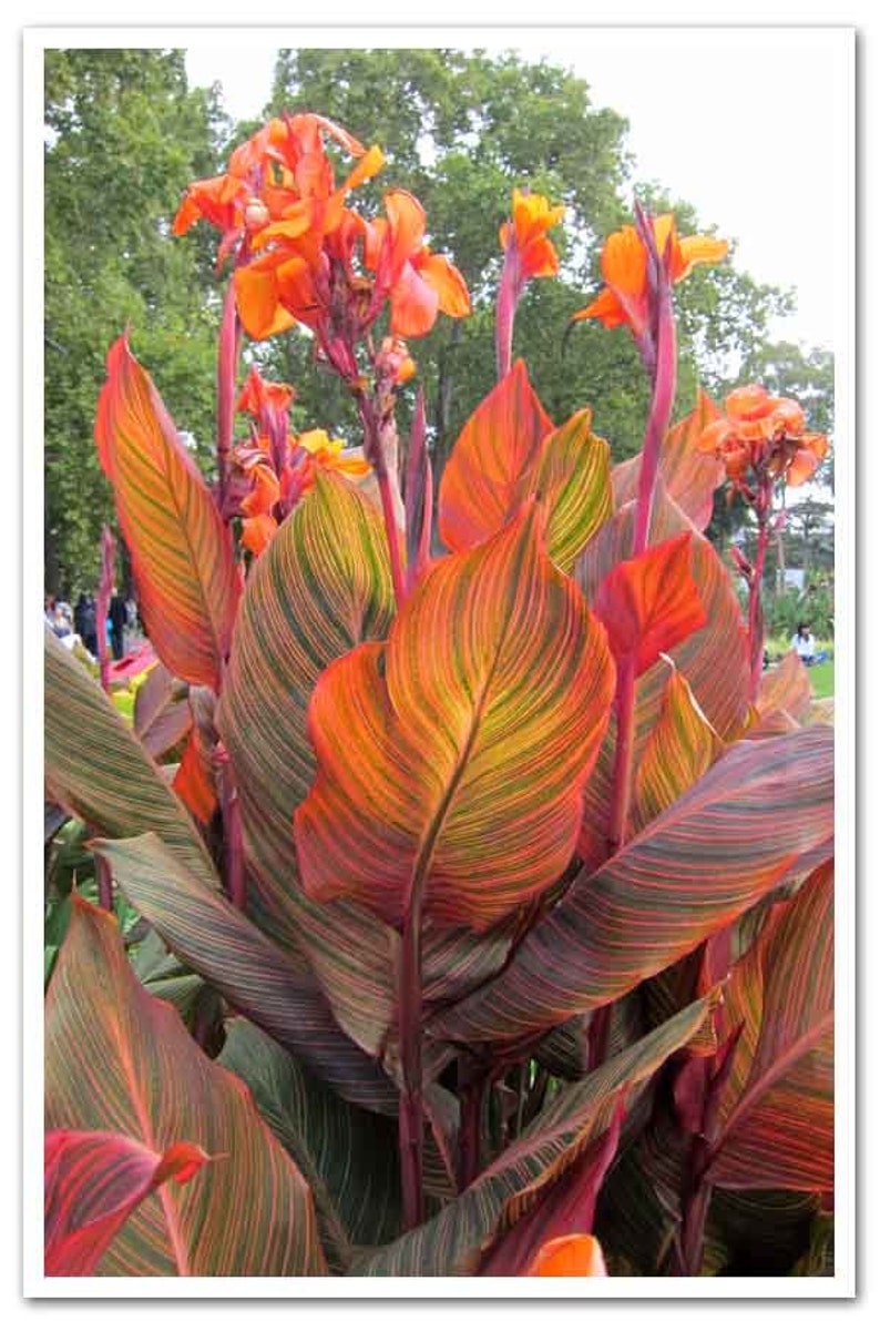 1 Dwarf Rainbow Leaf TROPICANA Canna Rhizome 35 Eyes Etsy