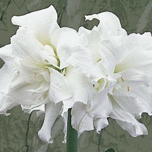 Large Amaryllis Zombie 24 Centimeters US Seller Etsy