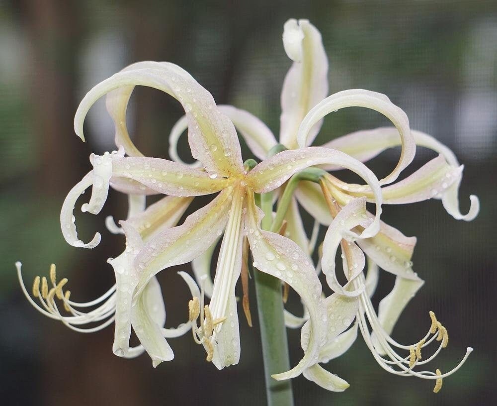 SAFFRON Amaryllis 18 Centimeters US Seller Etsy