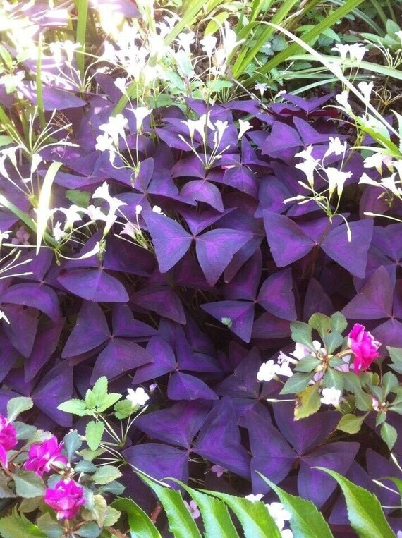 Oxalis Triangularis Wood Sorrel Purple Shamrock Bulb Not Plant Us Seller