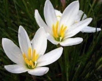 3 Rain Lily Bulbs/Zephyranthes CANDIDA - US Seller