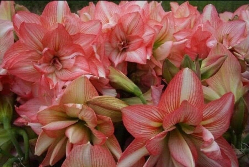 Large Amaryllis Zombie 24 Centimeters US Seller Etsy