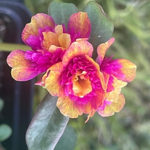 DOUBLE DRAGONFRUIT - Portulaca Oleraces/Purslane - US Seller