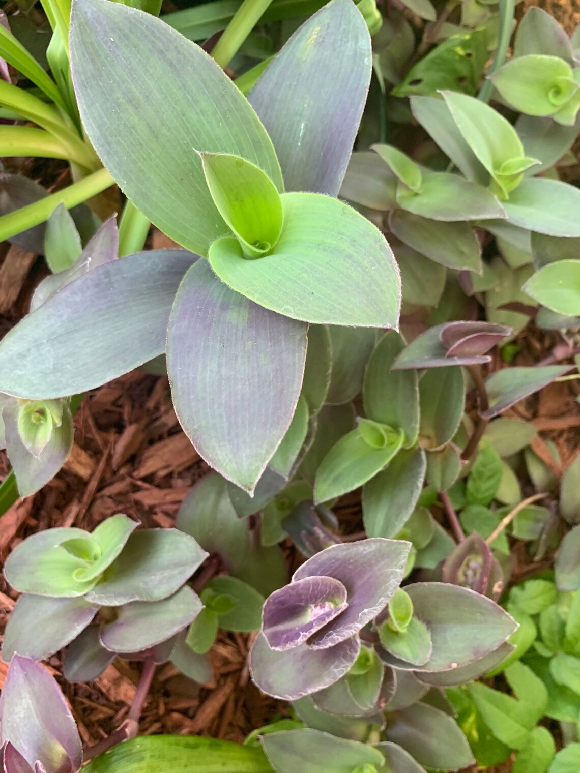 1 Rare PurpleGreenFuzzy Wandering Jew/Tradescantia 3.25 Etsy