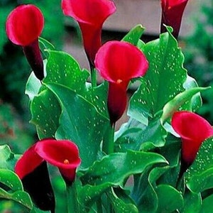 1 MAJESTIC RED Calla Lily Bulb 14+ cm - US Seller