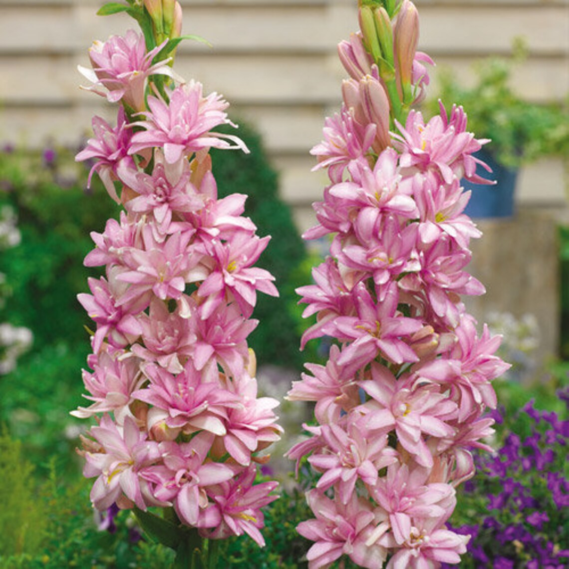 2 Sensation Polianthes Tuberose bulb Top Size Etsy