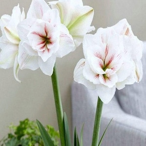 AQUARO Large Amaryllis 24-26 centimeters - US Seller