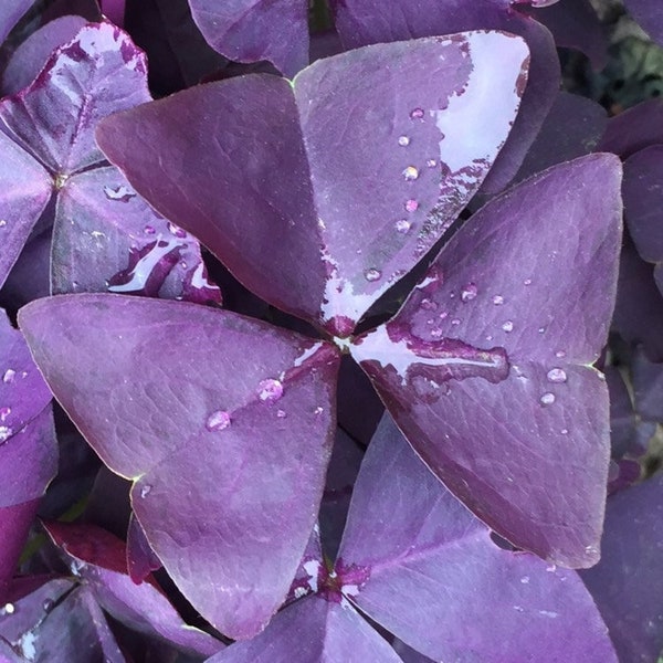 Oxalis Triangularis "MYKE" Wood Sorrel (Purple Shamrock)-Bulb/Not Plant